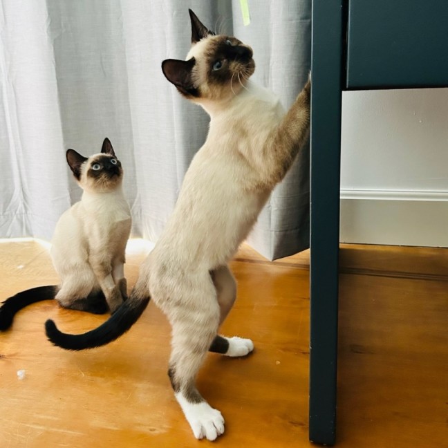 Photo of Phineas And Feb