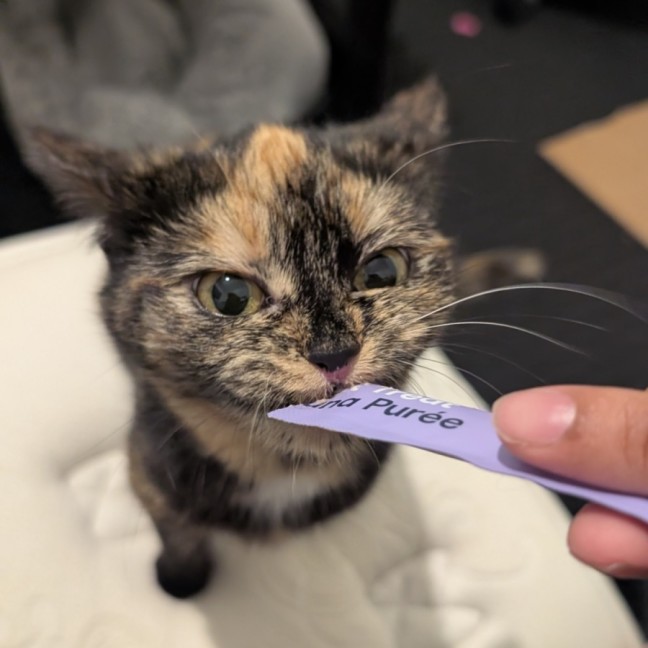 Photo of Tartar