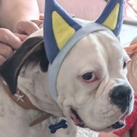 Photo of Odie