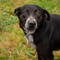 Photo of Raven