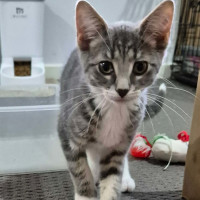 Photo of Pudding Pop