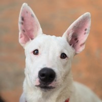 Photo of Goose