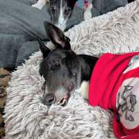 Photo of Bonnie, The Greyhound