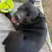 Photo of Tucker