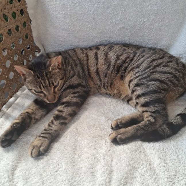 Photo of Mr Puss (Mischief)