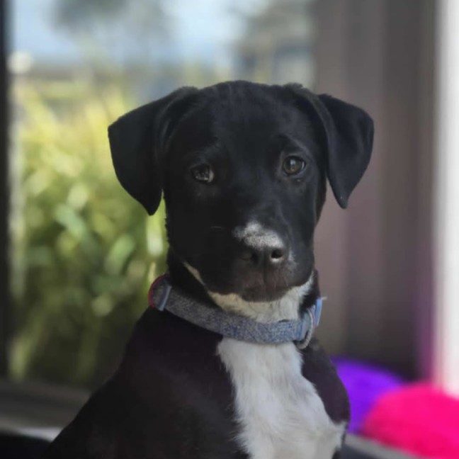 Photo of Nibbles