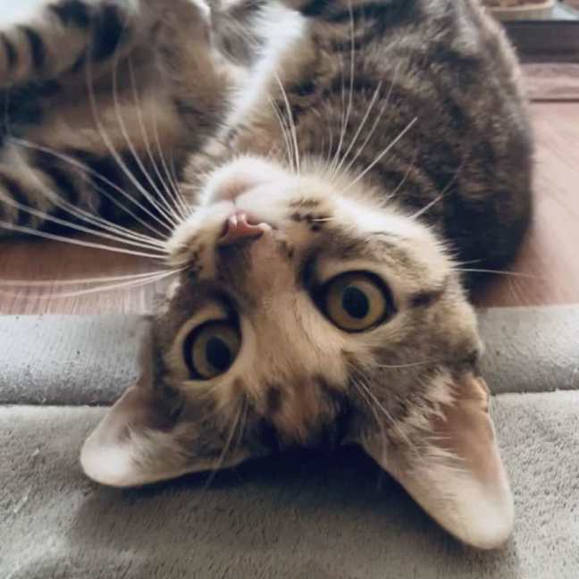 Photo of Trixie