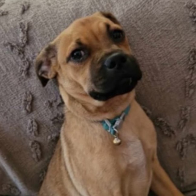 Photo of Bingo 