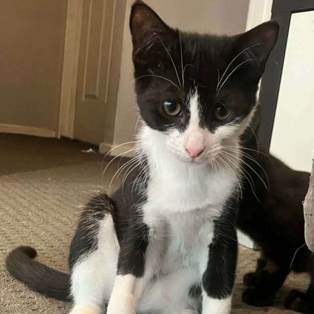 Photo of Domino *9 Lives Project Rescue*