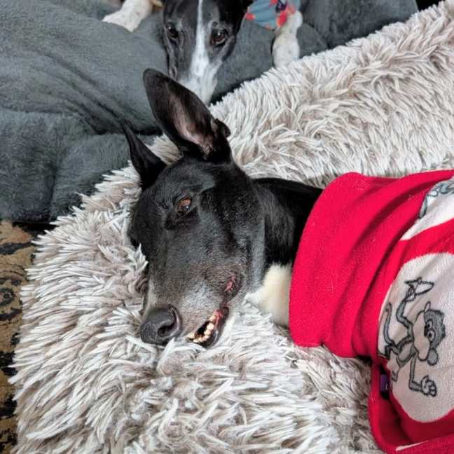 Photo of Bonnie, The Greyhound