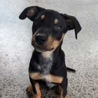 Photo of Queens Gambit