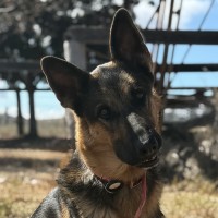 Photo of Trixie