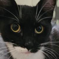 Photo of Muffin