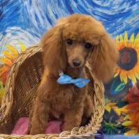 Photo of Louie
