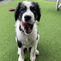 Photo of D1259 Ollie