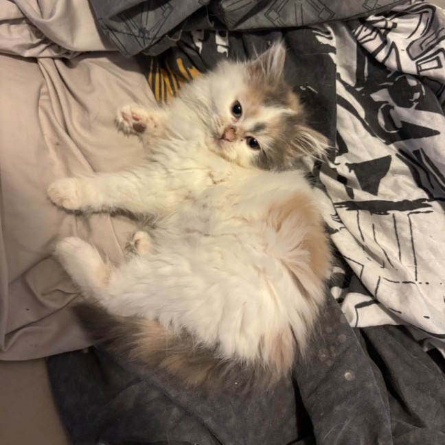 Photo of Peaches N Cream **2nd Chance Cat Rescue**