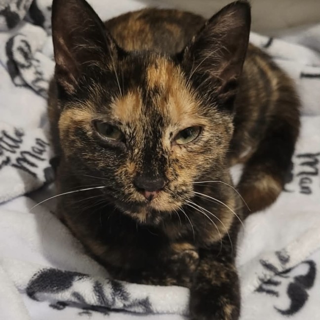 Photo of Meowmeow