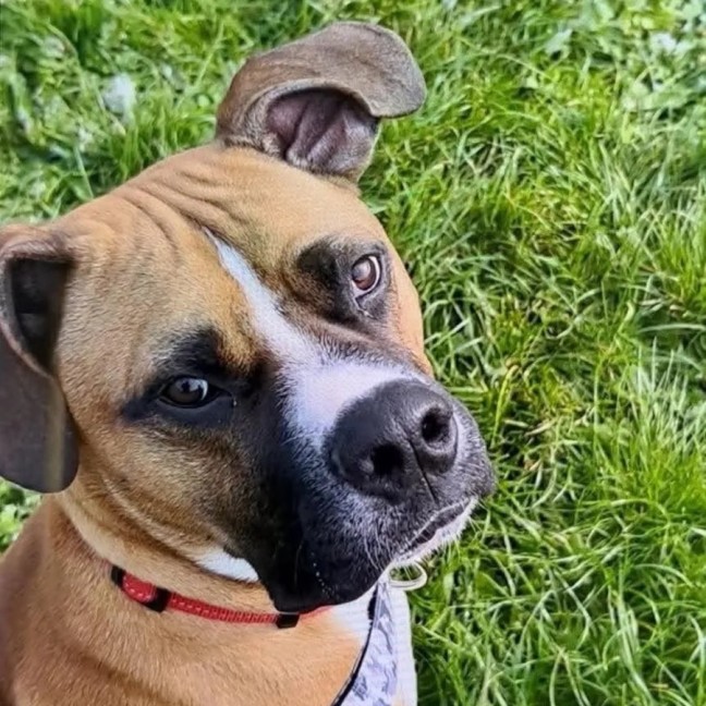 Photo of Arlo
