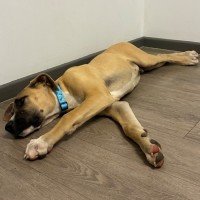 Photo of Rocco 