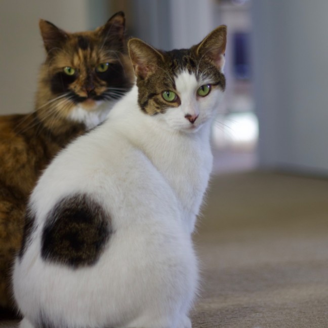 Photo of 🤍 Dotti 💗