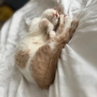 Photo of Peach