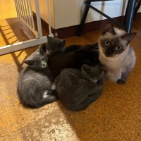 Photo of Tilli ** 2nd Chance Cat Rescue**