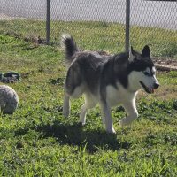 Photo of Bolt