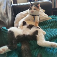 Photo of Cheeto