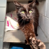 Photo of Midnight
