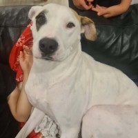 Photo of Penny