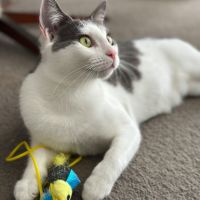 Photo of Gracie