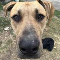 Photo of Gutsy Smurf