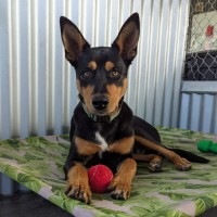 Photo of Cobba
