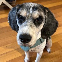 Photo of Lotus Biscoff