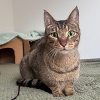 Photo of Smokey