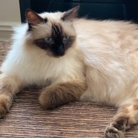 Photo of Leia