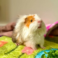 Photo of Leon 