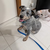 Photo of Bluey 