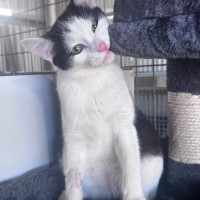 Photo of Moonshine
