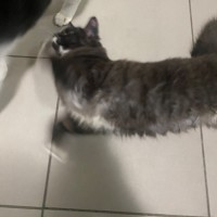 Photo of Hecate **2nd Chance Cat Rescue**