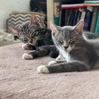 Photo of Alfie And Vinnie 