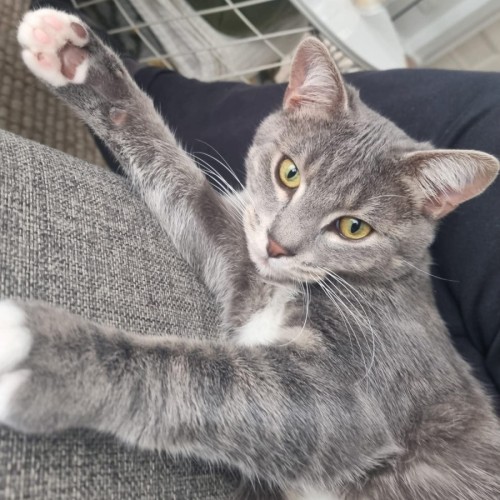 Louis **2nd Chance Cat Rescue** - Domestic Short Hair (DSH) Cat