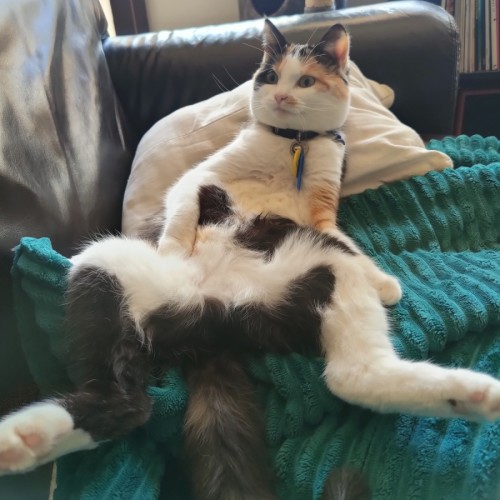 Cheeto - Domestic Short Hair (DSH) Cat