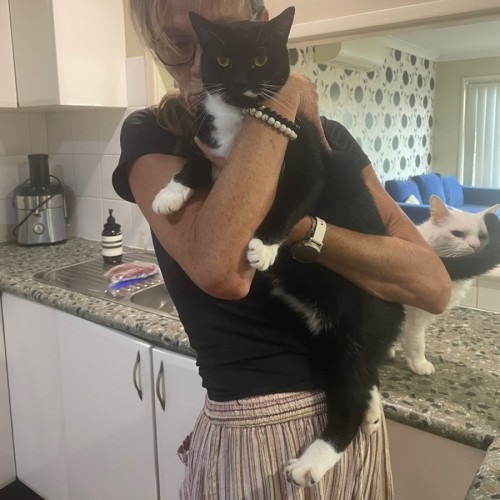 Sassy - Domestic Short Hair (DSH) Cat