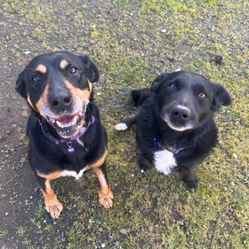 Turbo & Chevy - Labrador Retriever x Border Collie Dog