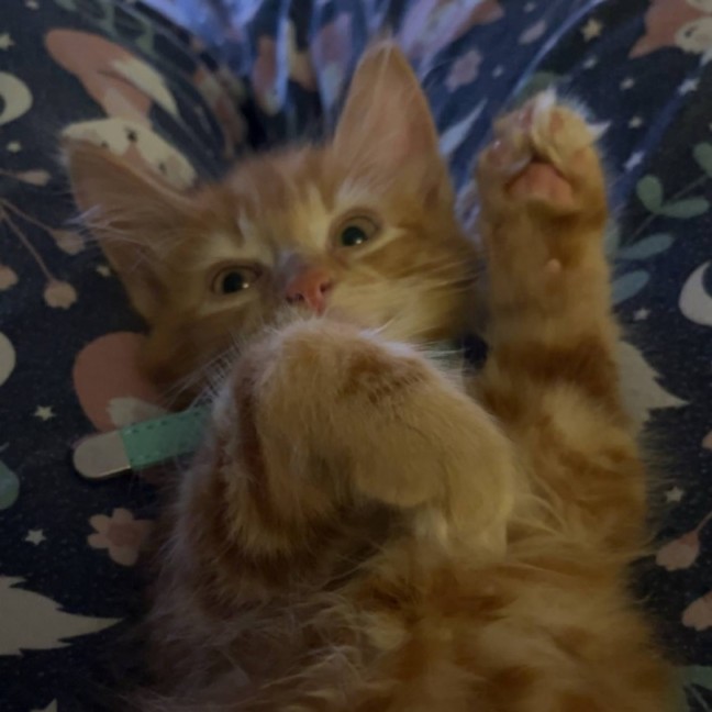 Photo of Mufasa   Located In Pakenham