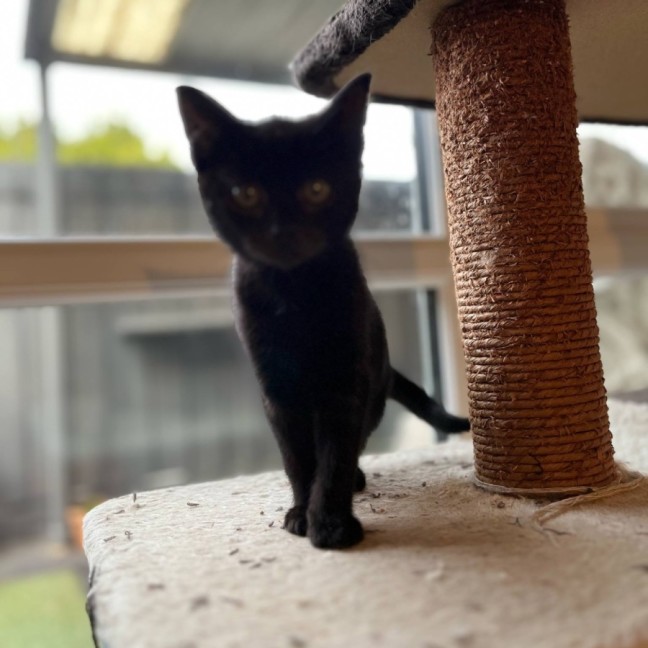 Photo of Opal & Sapphire