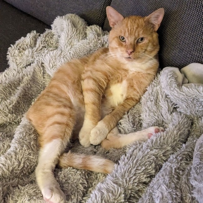 Photo of Cheeto   Located In Coburg