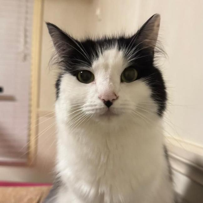 Photo of Lyra