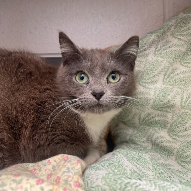 Photo of Miss Socks